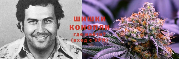 индика Гусев